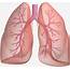 Large Scale Genetic Study Sheds Light On Lung Cancer  National