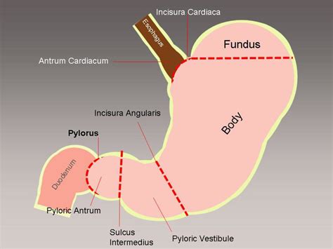 Normal Anatomy Of The Antro Pyloric Region References Download