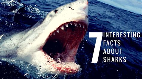 Interesting Facts About Sharks YouTube