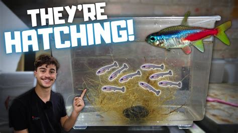 Theyre Hatching Breeding Neon Tetras Day In The Fish Room 36 Youtube
