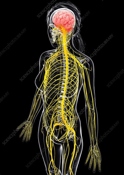 Female Nervous System Artwork Stock Image F0075596 Science