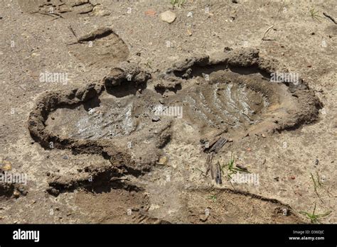 Shoe Print In Mud Muddy Soil Footprint Stock Photo Alamy
