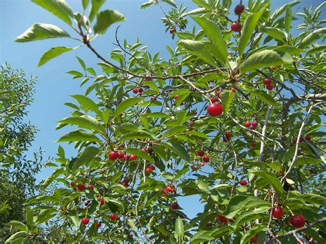 Situated among the great lakes, michigan's two peninsulas provide a range of growing conditions for production of fruits. Michigan U-Pick Cherry News (7/11/2011) - Still Great ...