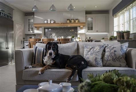 10 pet friendly interior tips for your home