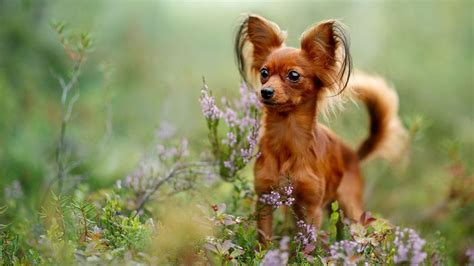 The Smallest Dog In The World Plus The 7 Smallest Dog Breeds