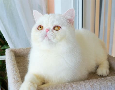 Exotic Shorthair Cat Breeders Websites Kittysitescom