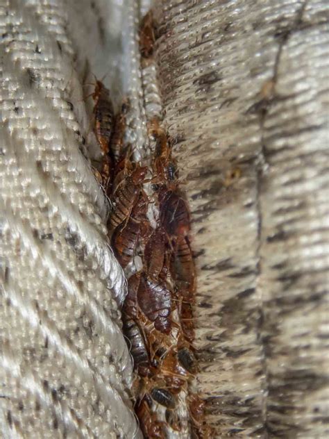 Early Signs Of Bed Bugs Top Indicators Of An Infestation
