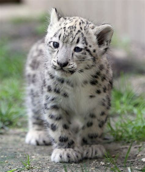 Baby Snow Leopard Leopard Cub White Leopard Beautiful Cats Animals