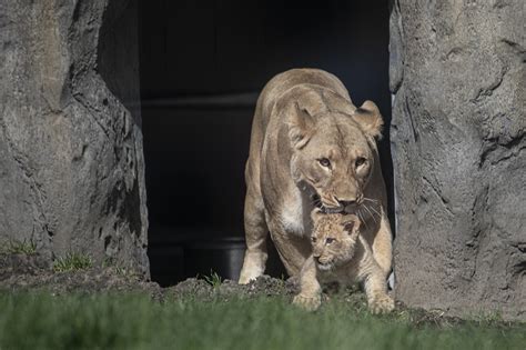Lincoln Park Zoo Introduces Pilipili The First Lion Cub Born There In