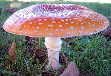 Filepoisonous Red Cap Mushroom Wikimedia Commons