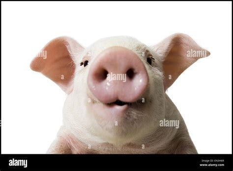Pig Face Close Up Hi Res Stock Photography And Images Alamy