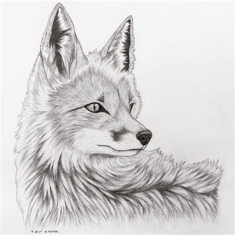 Fox Realism Pencil Sketch By Nostalga On Deviantart