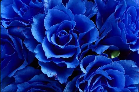 Dibalik Bunga Mawar Biru Yang Menawan Blog Floweradvisor Indonesia