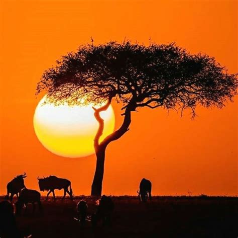 Lion King Sunset In Kenya Outdoors