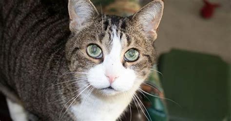 You may love your cat more than anything in the world, but there are certain behaviors, such as tearing up furniture, scratching people, and getting into areas you don't want her to. Why Does My Cat Follow Me Everywhere? | ZooAwesome