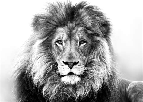 ✓ free for commercial use ✓ high quality images. Lion Drawing Tattoo at PaintingValley.com | Explore ...