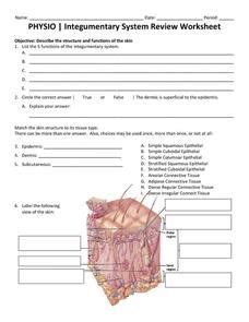 FREE Integumentary System Activity, Human Body Systems Grade 5 | TpT