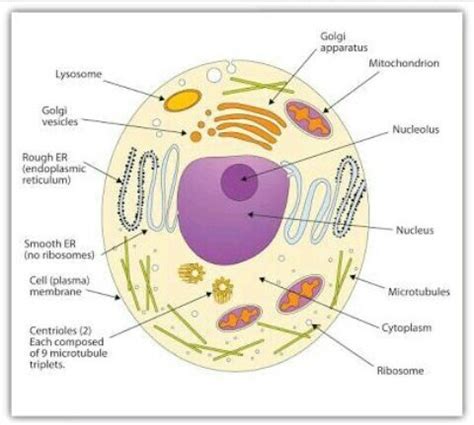 He explains each organelle's function including the nucleus, nucleolus, nuclear envelope, nuclear. Draw a neat diagram of a eukaryotic cell and label its ...