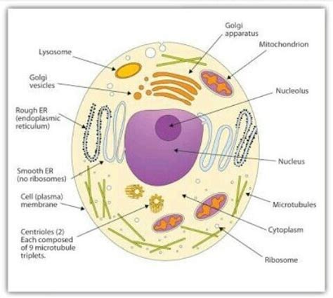 Cells are one of the most basic building blocks of life. Draw a neat diagram of a eukaryotic cell and label its ...