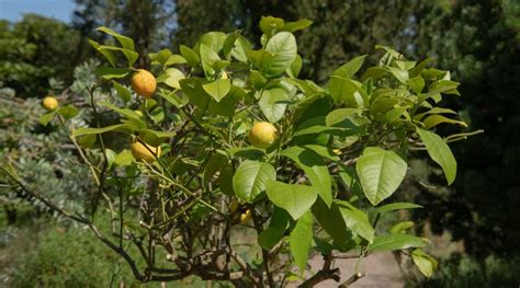 How To Plant Grow And Care For Dwarf Meyer Lemon Trees