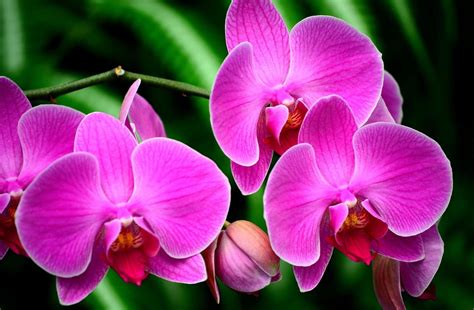 Exotic Flower Wallpapers Wallpaper Cave