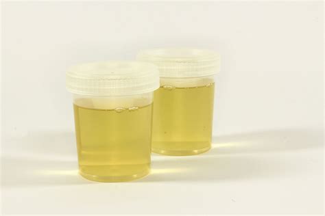 can you drink your own urine for survival experts answer ibtimes