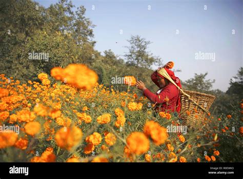 Kathmadnu Nepal 4th Nov 2018 A Nepalese Woman Picks Marigold
