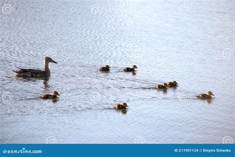 Duck With Ducklings Swim In Light Waves Stock Photo Image Of