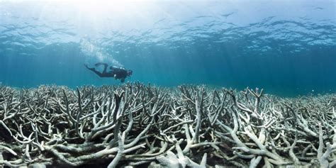 New Corals In The Great Barrier Reef On The Decline After Back To Back
