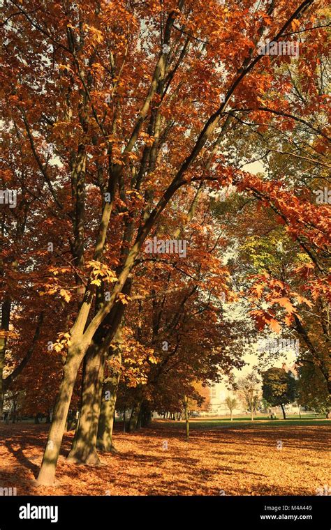 Park Alley In Autumn Stock Photo Alamy
