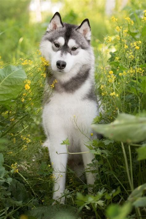 Beautiful Dog Siberian Husky Stock Image Image Of Background