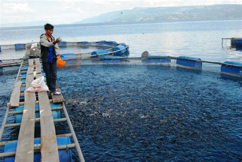Hadirnya ikan dalam mimpi sering dikaitkan dengan aspek kesuburan. Teknologi Bioflok Ternyata Menguntungkan Budidaya Ikan ...