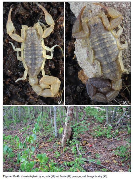 We did not find results for: The Scorpion Files Newsblog: Two new species in the "micro ...