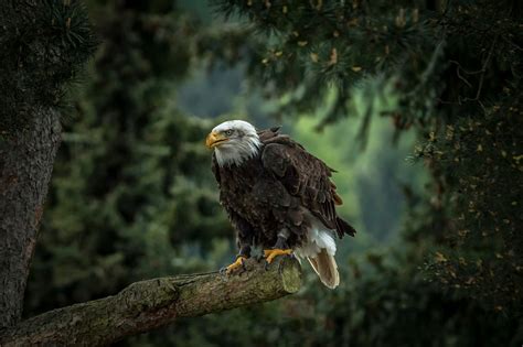 Bald Eagle Tree Bald 1080p Bird Predator Pine Eagle Hawk Hd