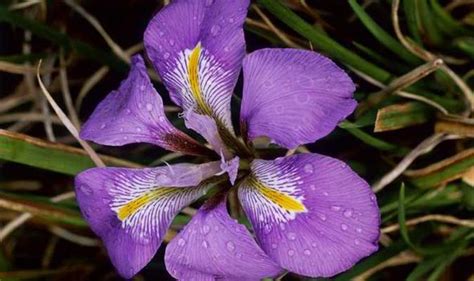 Alan Titchmarsh On Growing Algerian Iris In Your Garden Uk