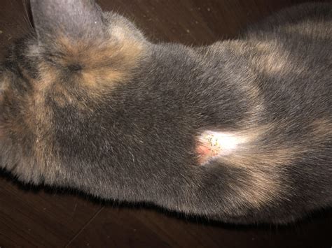 Cat Has A Large Bald Spot On Her Back Any Idea What It Might Be Cats