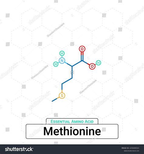 Methionine Chemical Structure Essential Amino Acid Stock Vector