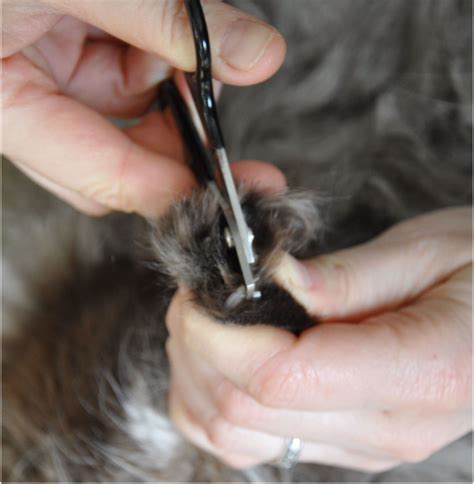 How To Safely Trim A Cats Claws Hubpages