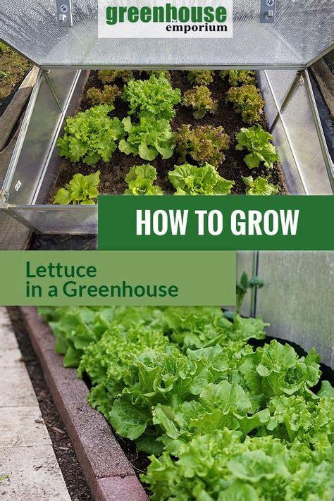 8 Greenhouse Plants Ideas Growing Vegetables Plants Greenhouse
