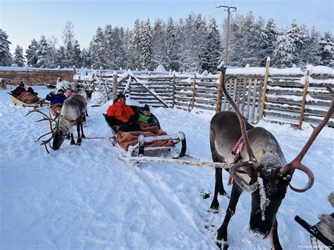 Picking A Reindeer Safari In Lapland