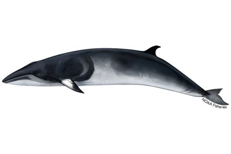 What do minke whales look like? Israbi: Minke Whale Facts