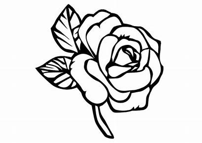Mawar Sketsa Bunga Gambar Flower Coloring Rose