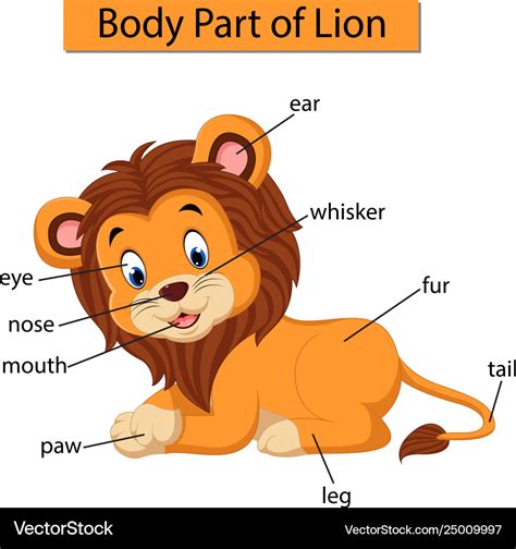 Diagram Showing Body Part Lion Royalty Free Vector Image
