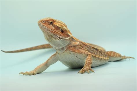 A Bearded Dragon Is Showing Aggressive Behavior Stock Photo Image Of