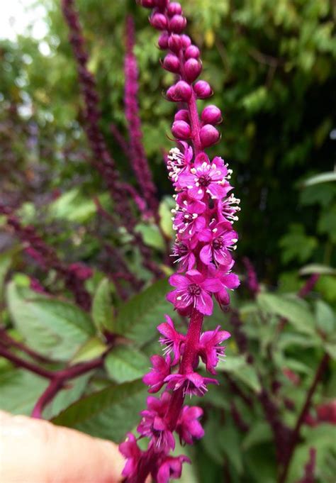 The database contains a list of recommended trees, palms, shrubs, flowers, groundcovers, grasses and vines. Pin on Florida Perennials