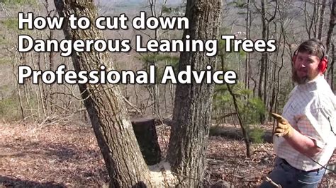 Cutting Down Dangerous Trees Professional Advice Doovi