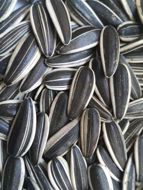 Gi values are taken from various scientific sources. China Sunflower Seeds 601 - China Sunflower Seeds From ...