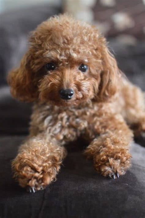 Teacup Poodle Breed Profile Size Temperament Health And More Tea
