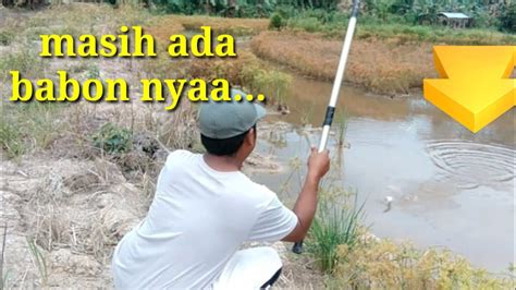 Mancing Nila Di Rawa Kalimantan Youtube