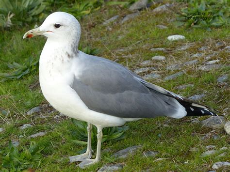 California Gull Larus Californicus Boreal Songbird Initiative